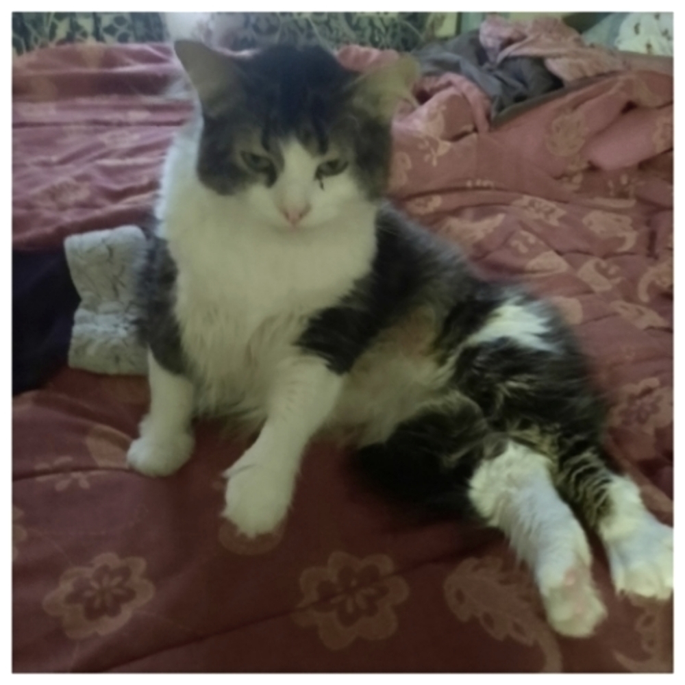 Meet your Posher, Betty